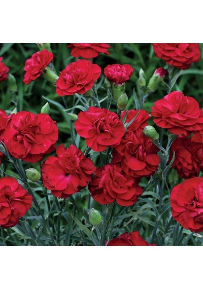 Crimson Karanfil Çiçeği Tohumu 70 Adet