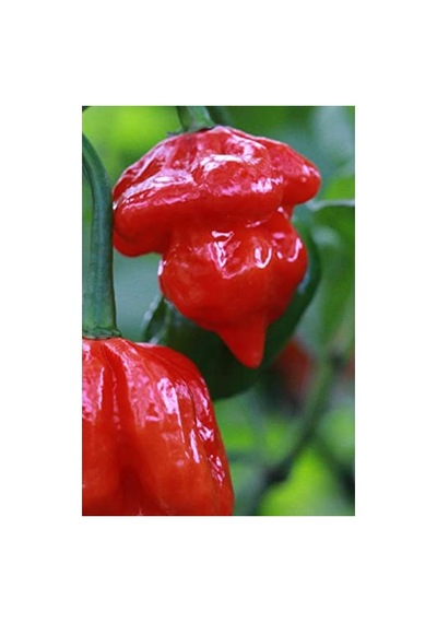 Dünyanın En Acı Trinidad Scorpion Biber Tohumu, 20 Adet