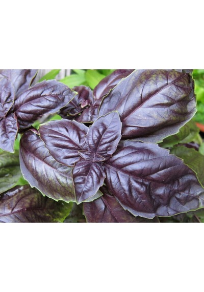 Kırmızı Fesleğen Tohumu Red Rubin Basil Ödüllü