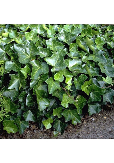 Hedera Sarmaşık 50-100 Cm 3 Adet