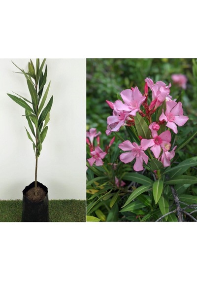 Videolu Özel Pembe Zakkum Fidanı 4 Adet 40-90 Cm Tüplü Dış Mekan Ağaçları Pink Oleander