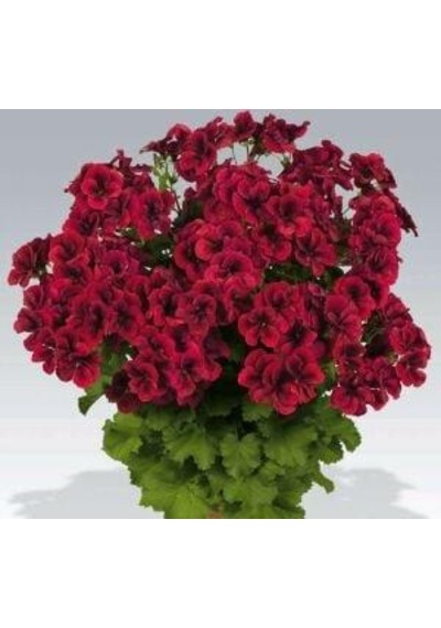 Parlak Kırmızı Canan Sardunya Fidesi Pelargonium Aristo 10-20 Cm
