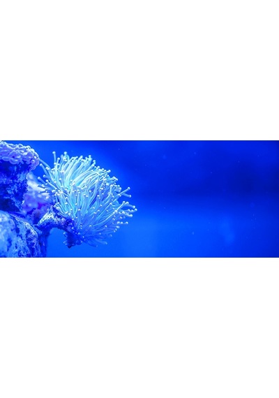 Kanki Pet Akvaryum Arka Fon Yapıştırma 155x65 Cm Kp1556526