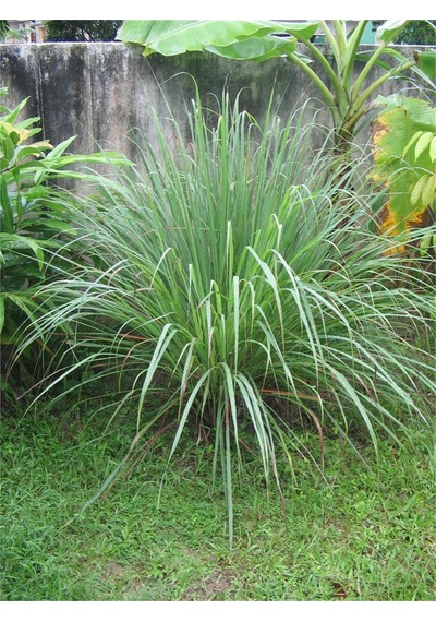 Lemon Grass Fidesi 2 Adet