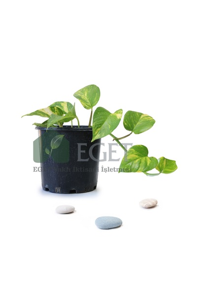 Altın Patos Çiçeği Epipremnum Aureum