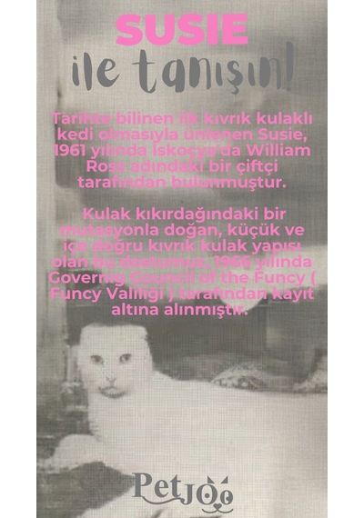 Petjoo 3.Susie Gri-Pembe Qr'lı Kedi Künyesi