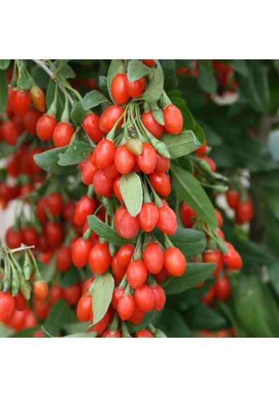 2 Adet Goji Berry Fidanı Nq1 Tombul Meyve Tüplü 1 Yaş 12 Ay Dikebilirsiniz....