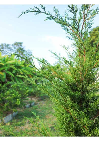 Videolu Limon Kokulu Bahçe Çamı 1 Adet Saksılı/ Tüplü 30-50cm Cupressus Macrocarpa