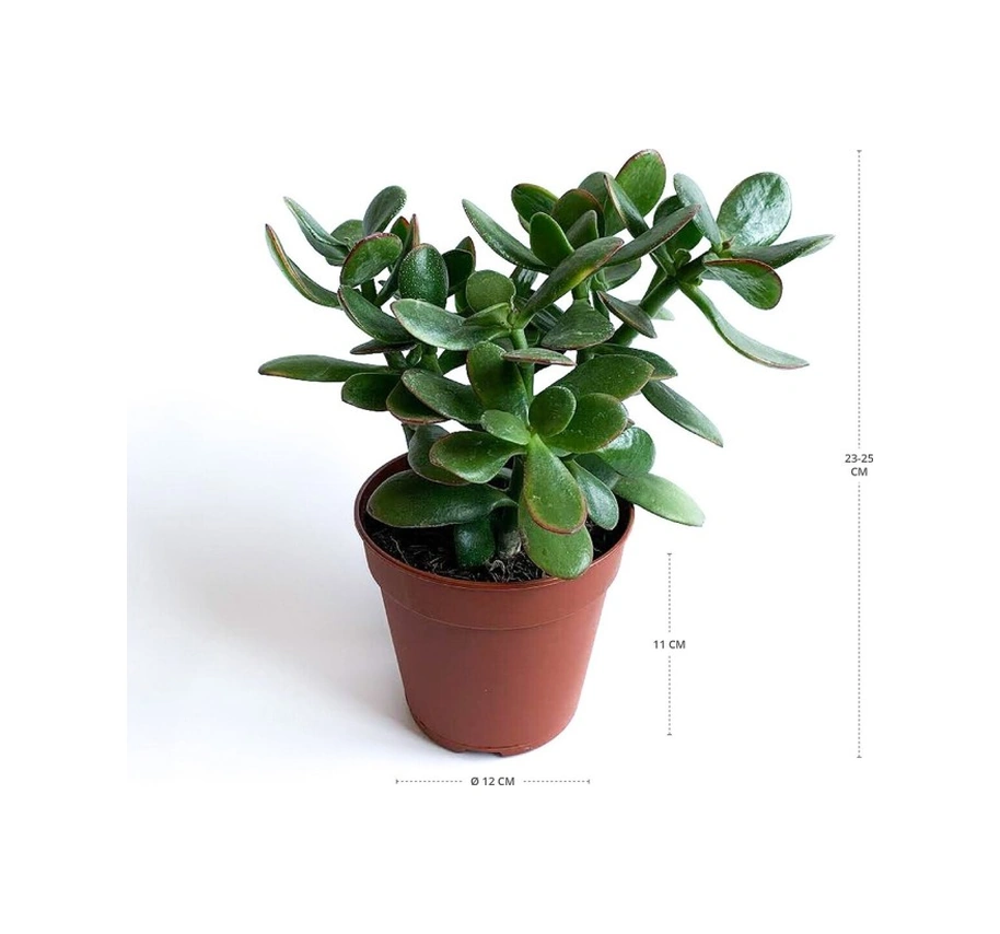 Crassula Ovata - Para Çiçeği Fidanı 10-20 Cm
