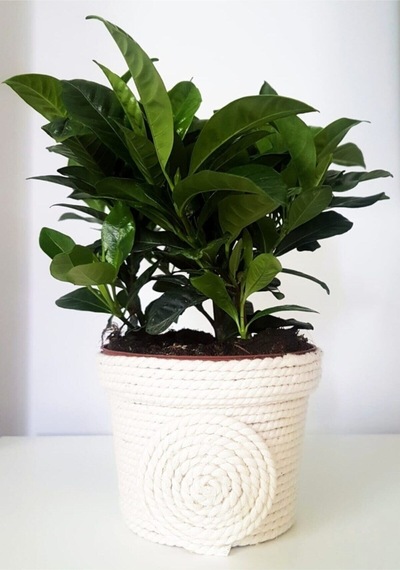 Videolu Anneler Gününe Özel Gardenya 25 40 Cm 1 Adet Saksılı Ofis Iç Mekan Bitkisi Gardenia