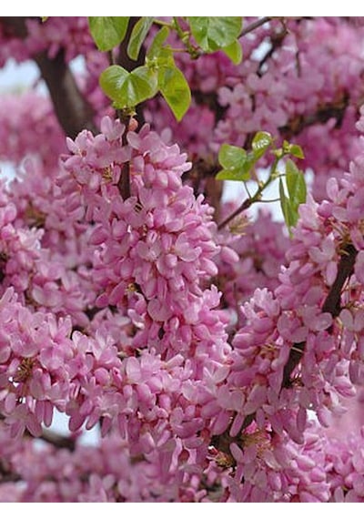 Pembe Renk Erguvan Ağacı 1 Adet Saksılı/tüplü 50-70 Cm Bahçe Ağacı