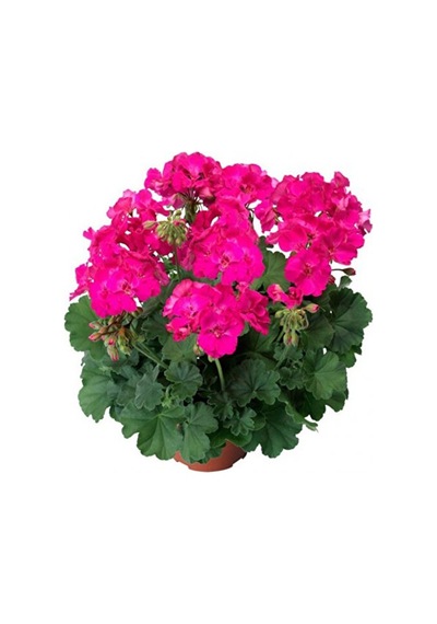 Sardunya Fidanı Mahidevran ''pembesi'' 10-20 Cm