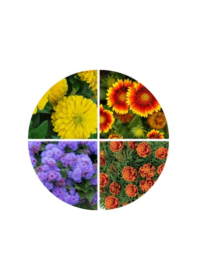 Günbatımı Çiçek Tohumu Seti 4 Parça