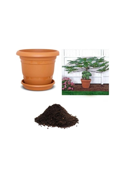 Ithal Bodur Saksılık Papaya Ağacı Tohumu Ekim Seti