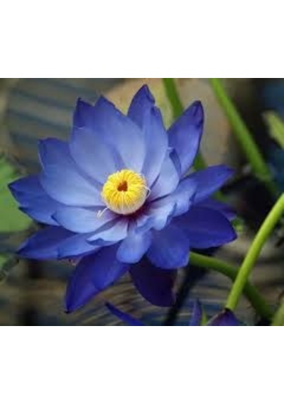 1 Adet Tohum Organik Mavi Lotus Çiçeği Tohumu Su Çiçeği Lotus