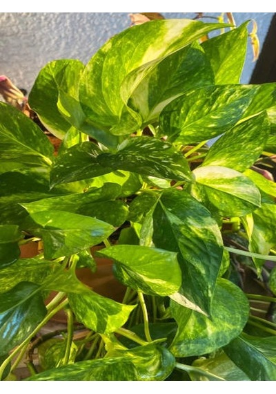 Serada Decor Plant Patos Sarmaşık Salon Sarmaşığı Askılı Saksıda
