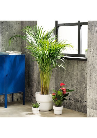 Plastik Saksı, Beyaz, 24 Cm 3 Adet