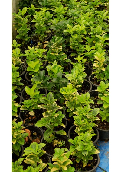 Taflan Fidanı - Canlı Bahçe Bitkisi 30-50cm 5 Adet