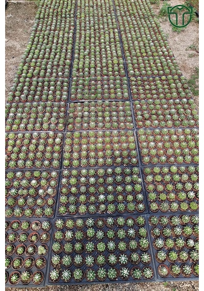 Echinopsis Subdenudata Beyaz Çiçekli Kaktüs 5.5 Cm Saksıda