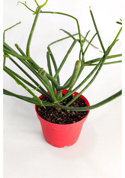 Euphorbia Tirucalli Kalem Kaktüs Özel Tür Nadide Kaktus Tekli
