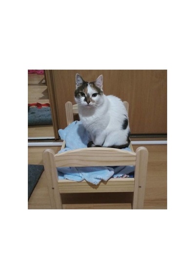 Ahsap Kedi Yatak Naturel