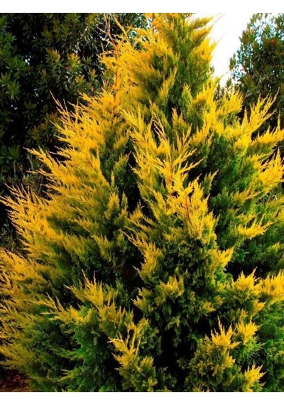 Videolu Mis Kokulu 1 Adet Sarı Leylandi Fidanı 40-60cm Saksılı Yellow Leyland Sapling