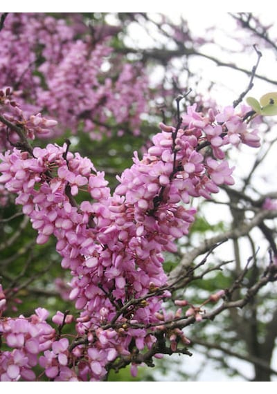 Pembe Erguvan Ağacı Fidanı 1 Adet Saksılı/tüplü 50-70cm Pink Cercis