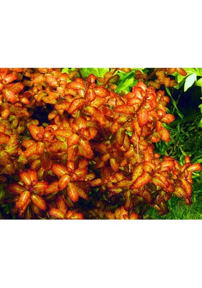Senegalensis Guinea Saksı Canlı Bitki Çok Renkli