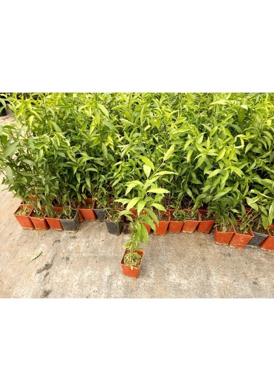 Melisa Çiçeği Fidanı 10 Adet - Cestrum Nocturnum N11.85