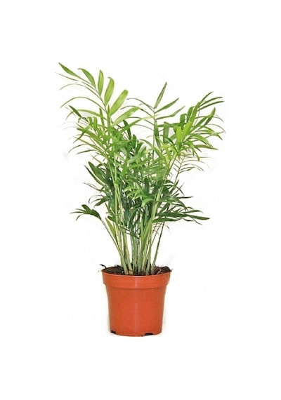 Chamaedorea Elegans Dağ Palmiyesi 30 Cm