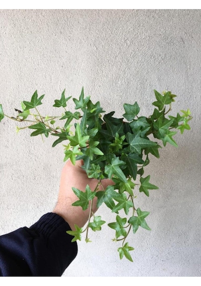 Hedera Helix Sarmaşığı Saksı Ofis Ev Balkon Bitkisi 8,5 Cm