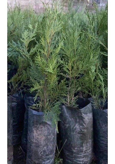 Videolu Leylandi Fidanı 40 60 Cm 1 Adet Tüplü Dış Mekan Bitkisi Cupressocyparis Leylandii