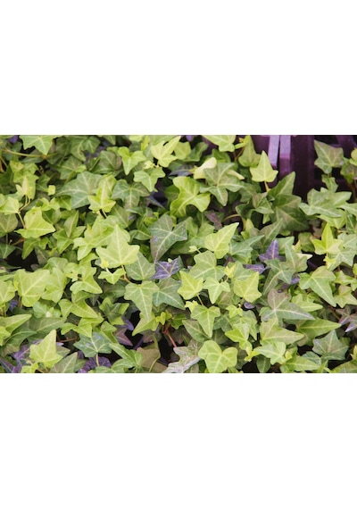 Küçük Yapraklı Hedera Sarmaşık 10 Adet N11.21341