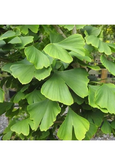 2 Adet Mabet Ağacı Ginkgo Biloba Fidanı 15-20 Cm Boy Yetiştirme