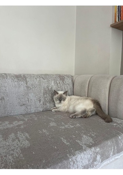 Koltuk Örtüsü Pamuk Bej 190 X 220 Çok Renkli