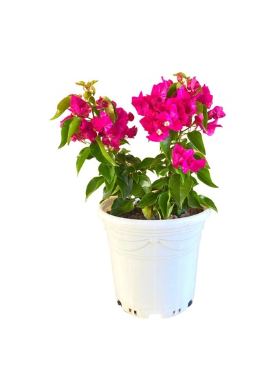 Bodur Begonvil 4 Litrelik Saksıda 20-30cm Bougainvillea