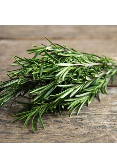 Bahçevilya 2 Adet Saksılı Biberiye Rosmarinus Officinalis