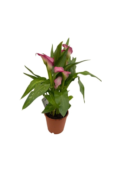 Gala Gelin Çiçeği Pembe 15-25 Cm