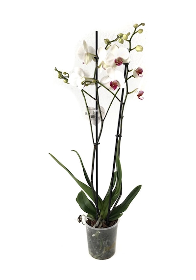 Phalaenopsis 'Castor' (Beyaz Orkide) Ø12 CM 70-80 CM