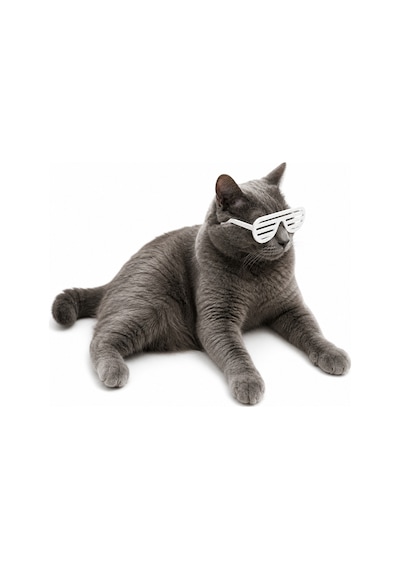 Kedi Gözlük Seti 3 Lü Renk Seçenekli Eğlenceli Kedi Aksesuarı Sert Plastik Tüm Yaşlar
