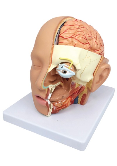 Baş Anatomik Modeli, Gerçek Boyut, 4 Parçalı - Baş Maketi 01