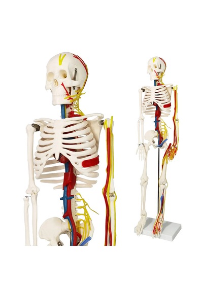 İnsan İskeleti Modeli Sinirler, Kan Damarları Ve Kalp İçerir , 85 Cm - İskelet Maketi 01