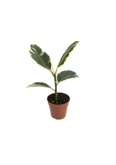 Ficus Elastica 'Tineke' Kauçuk Çiçeği Ø12 Cm 30-35 Cm
