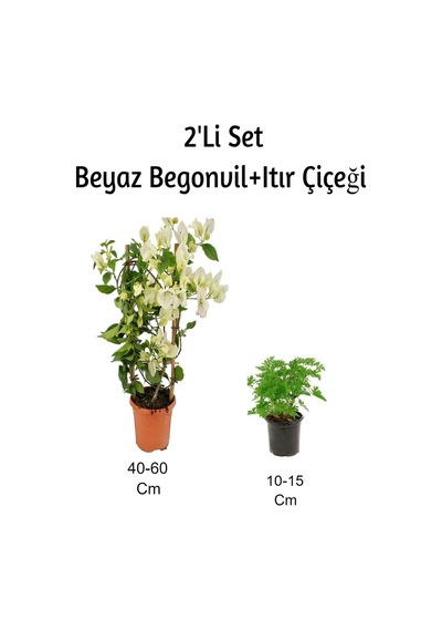 Beya Begonvil+ Itır Çiçeği 2' Li Set Gül Damlası Dış Mekan Bitkisi