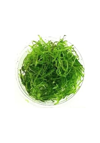 Vesicularia Dubyana Java Moss Cup Canlı Bitki 57150343