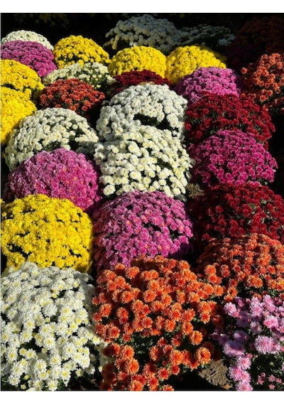 Chrysanthemum Turuncu Kasımpatı Çiçeği Fidanı 15-25 Cm Saksılı