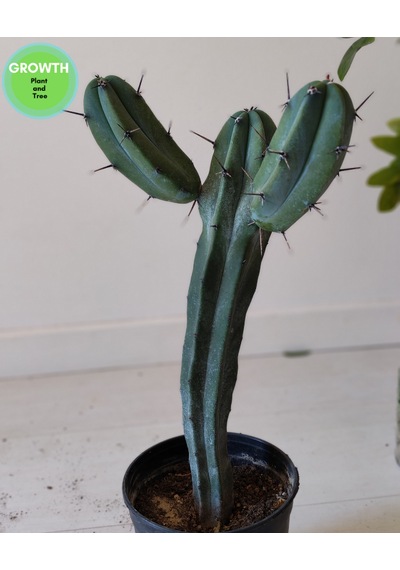 Blue Myrtle İki Kollu Kaktüs 1 Adet