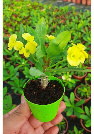 Videolu Sarı Çiçekli Milli Dikenler Tacı 10 45 Cm Saksılı Canlı Kaktüs Euphorbia