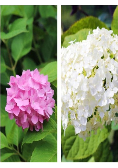 2 Adet Pembe/beyaz Çiçekli Ortanca Fidanı 30-55 Cm Tüplü Çiçekli Bodur Pink/white Hydrangea