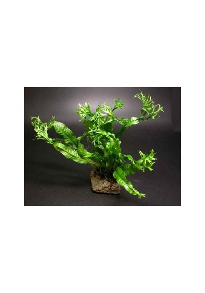 Windelov Java Fern Saksı Canlı Bitki